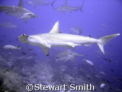 hammerheads at Darwin Arch - galapagos. by Stewart Smith 